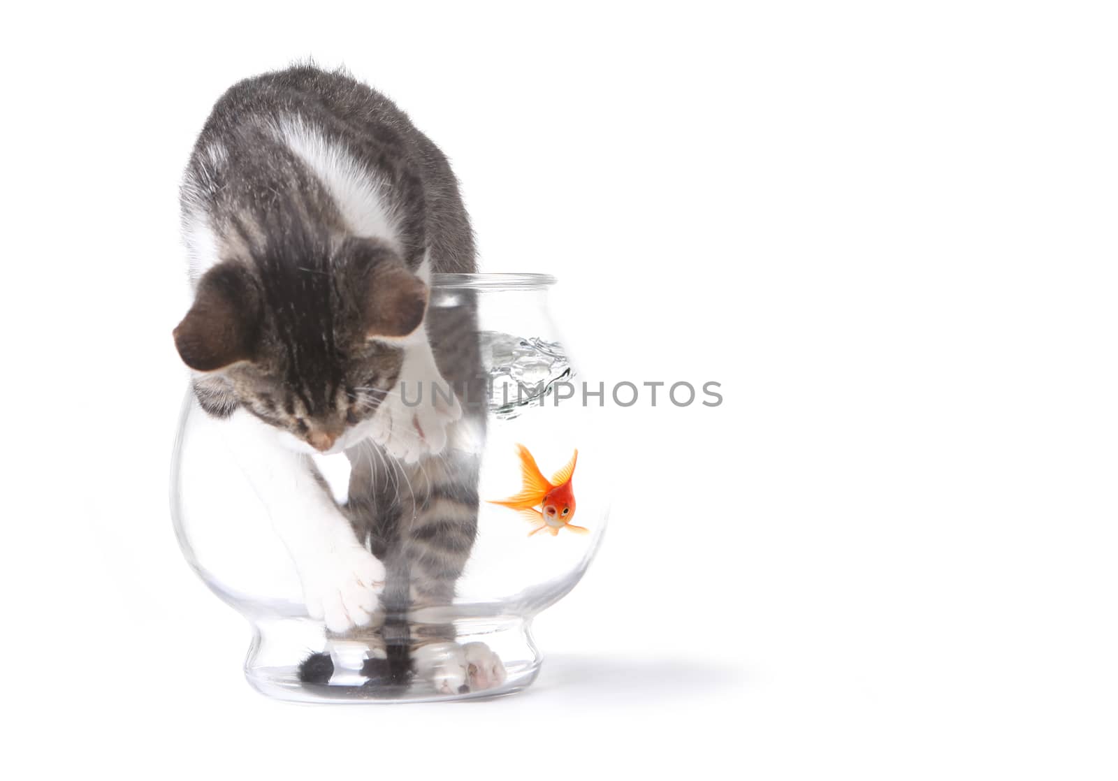 Cat in a Fishbowl Misbehaving Trying to Get Out