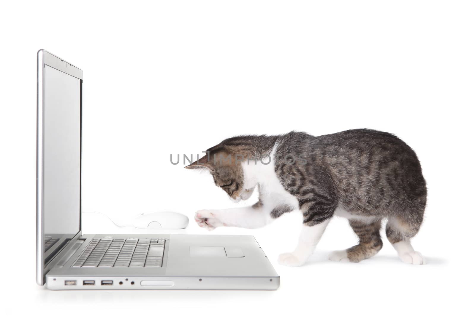 Kitten Using Laptop Computer on White Background