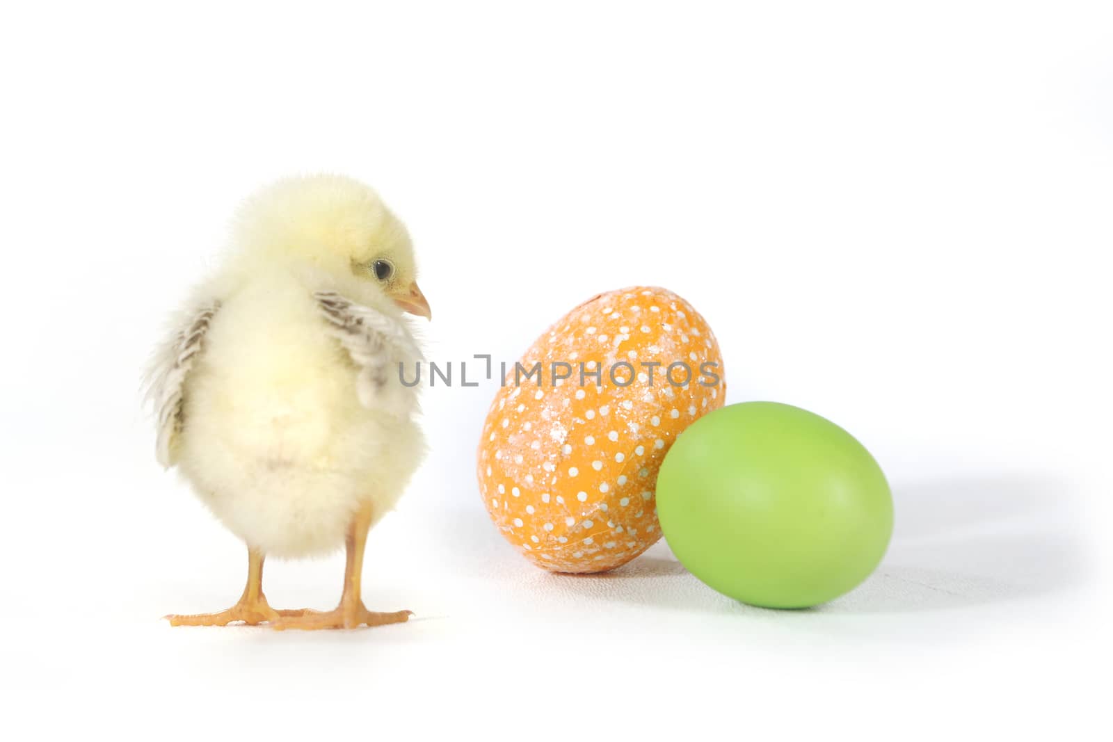 Easter Themed Image With Baby Chicks and Eggs