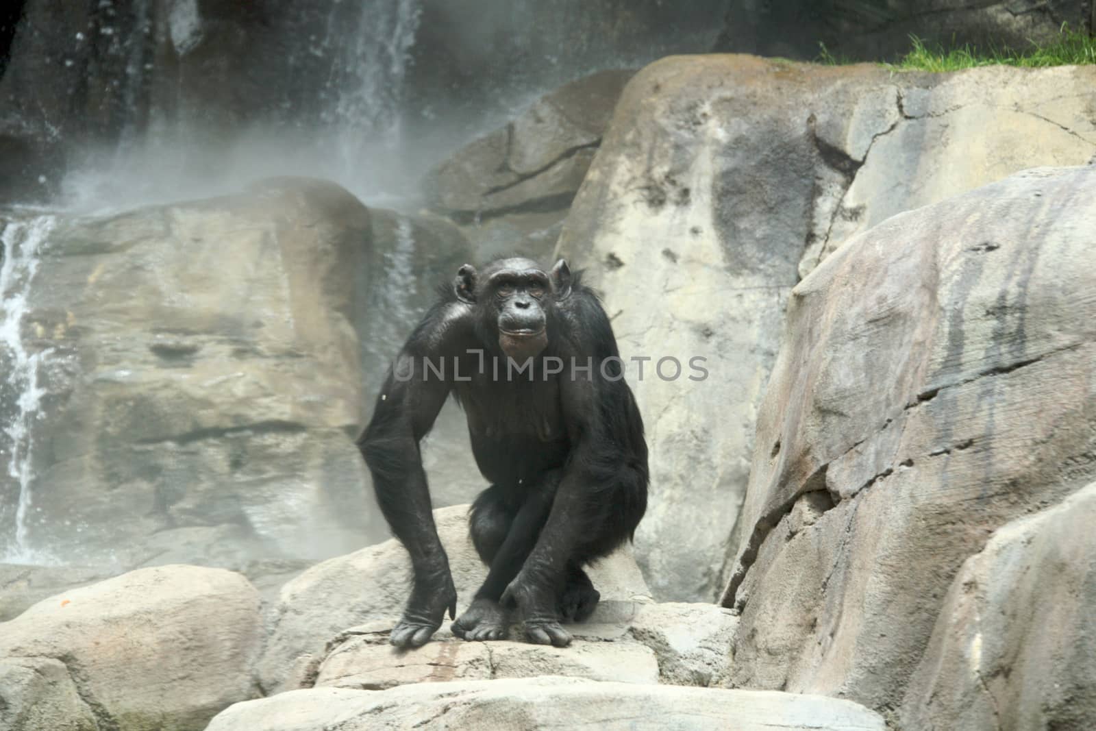 A Chimpanzee on a Giant Rock Waterfall