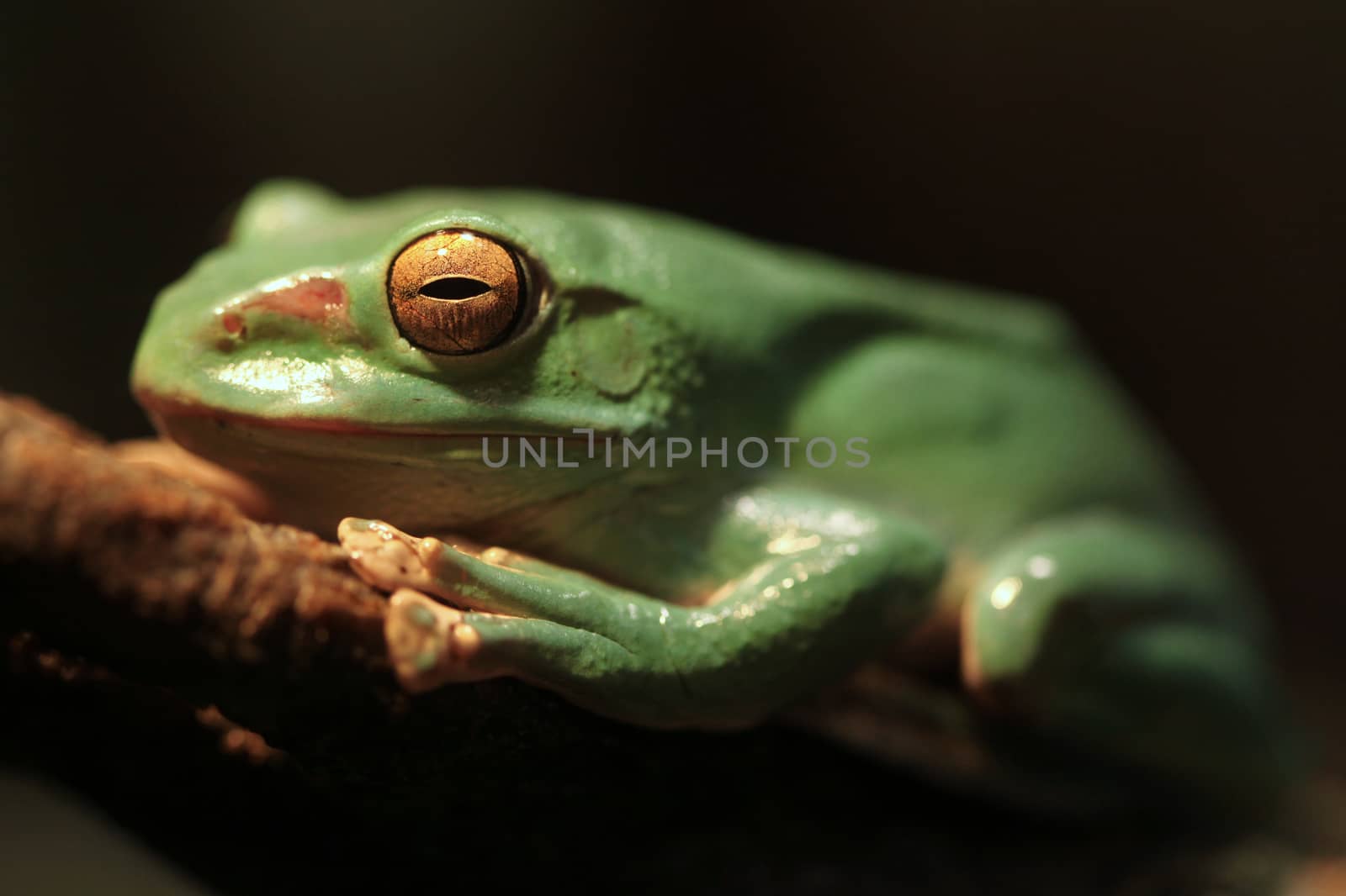 Closeup of A Chinese Gliding Frog With Eyes Closed by tobkatrina