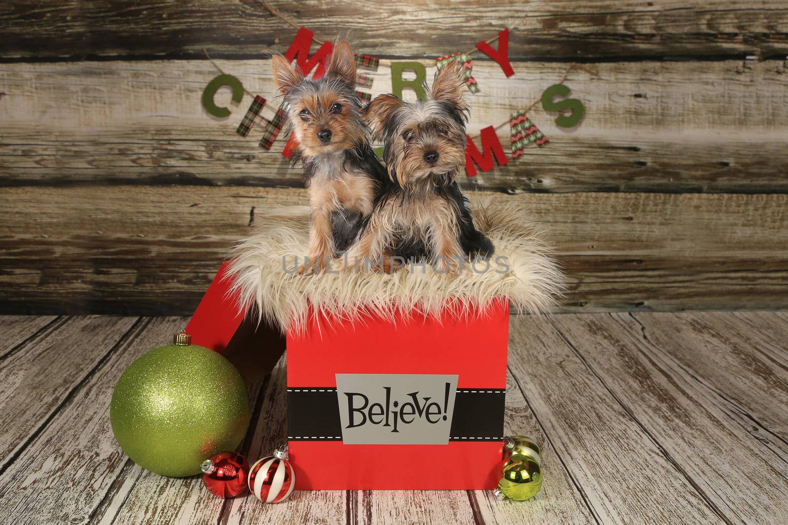 Yorkie Puppies on a Christmas Themed Background