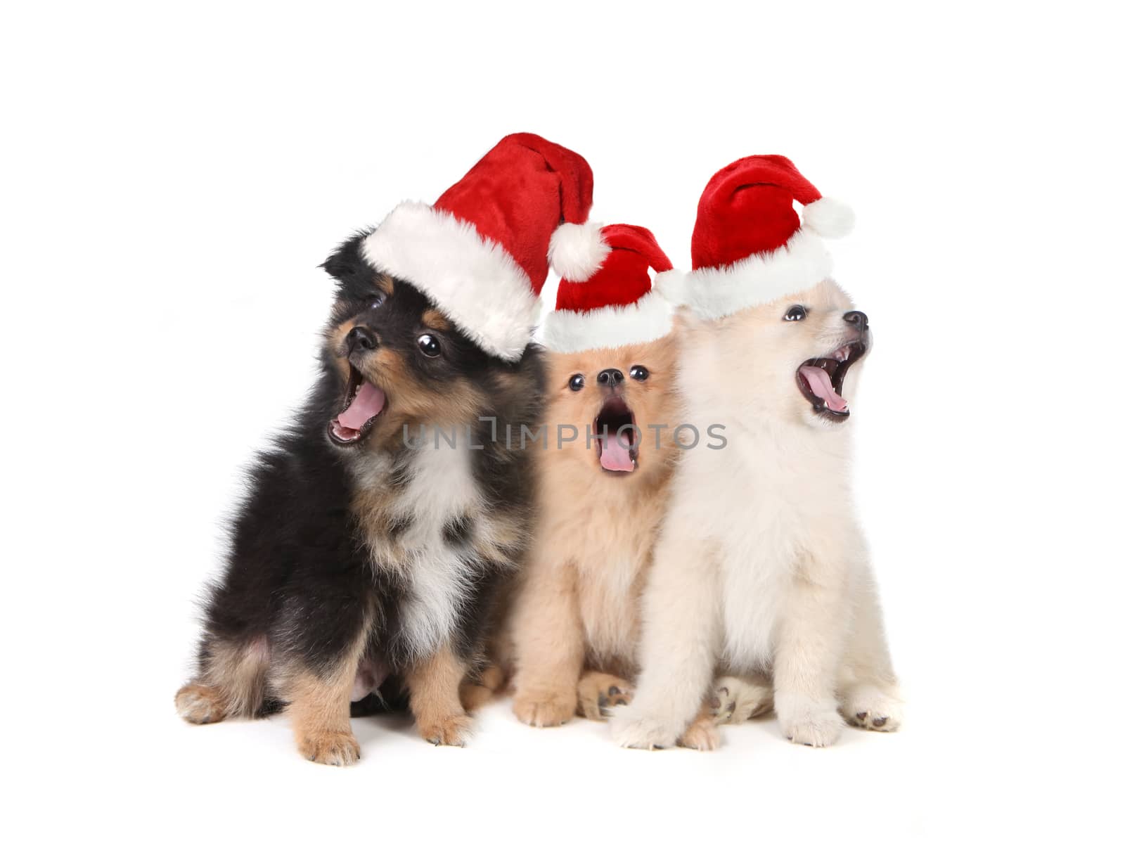 Singing Christmas Puppies Wearing Santa Hats on White