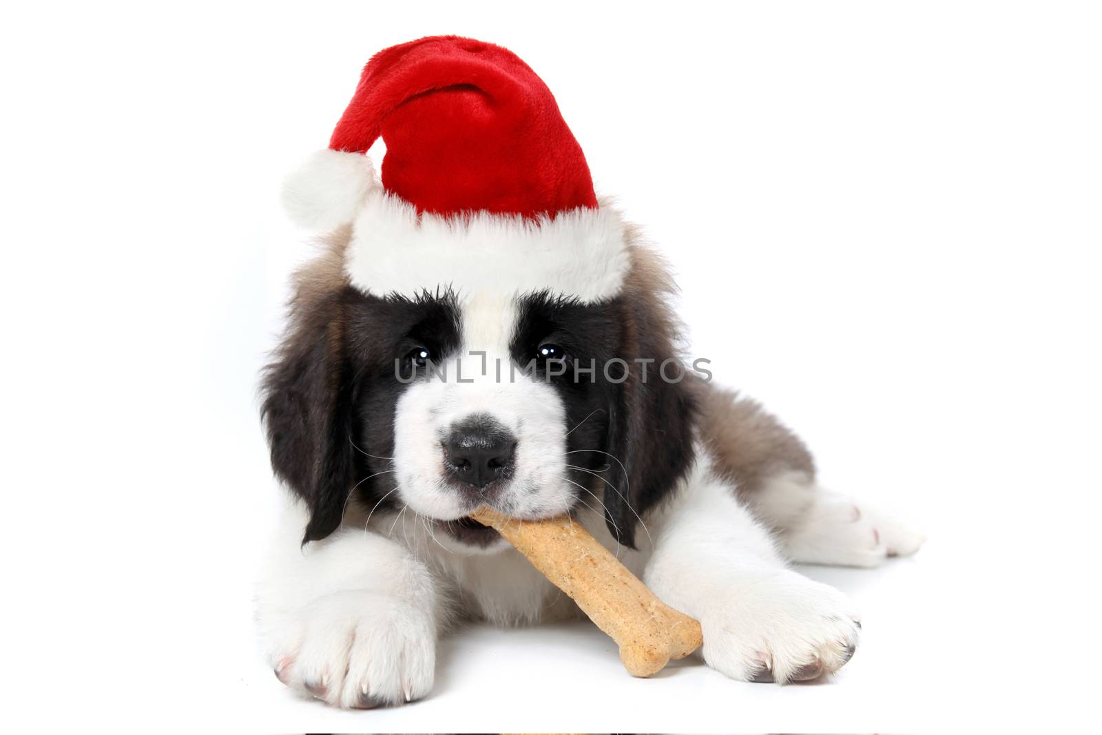 Cute Saint Bernard Puppy Wearing Santa Hat Chewing Bone