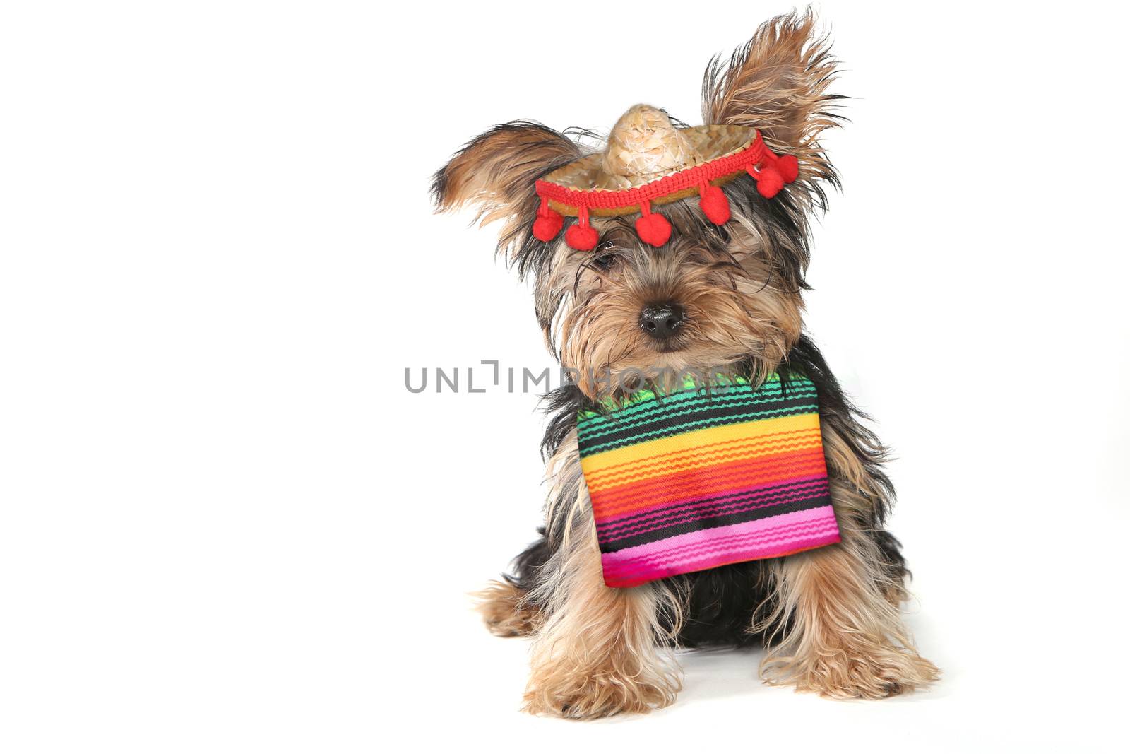 Yorkie Celebrating Cinco De Mayo Holiday