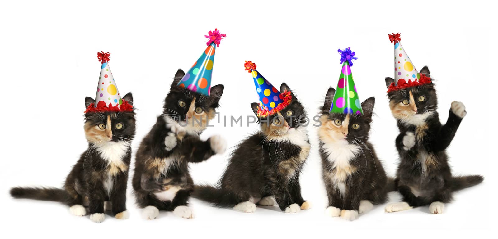5 Kittens on a White Background With Birthday Hats by tobkatrina