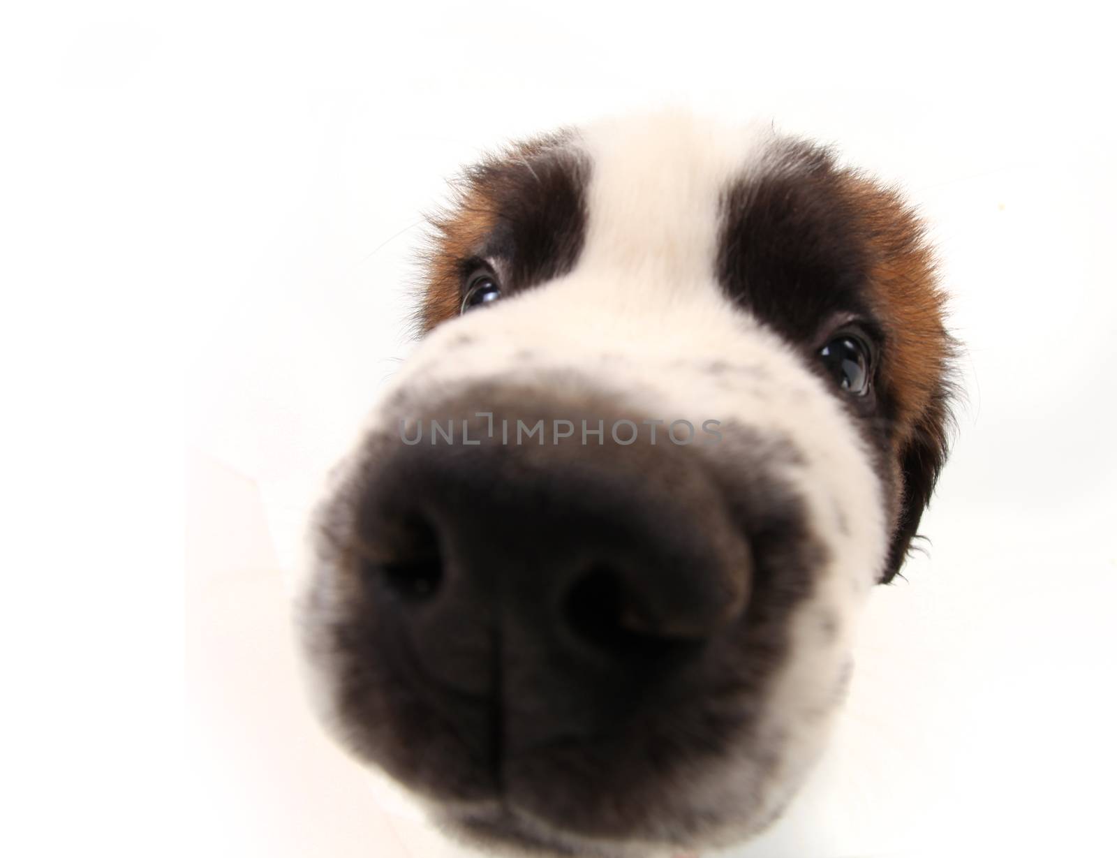 Nosy Sniffing Saint Bernard Puppy on White Background With Distorted Features