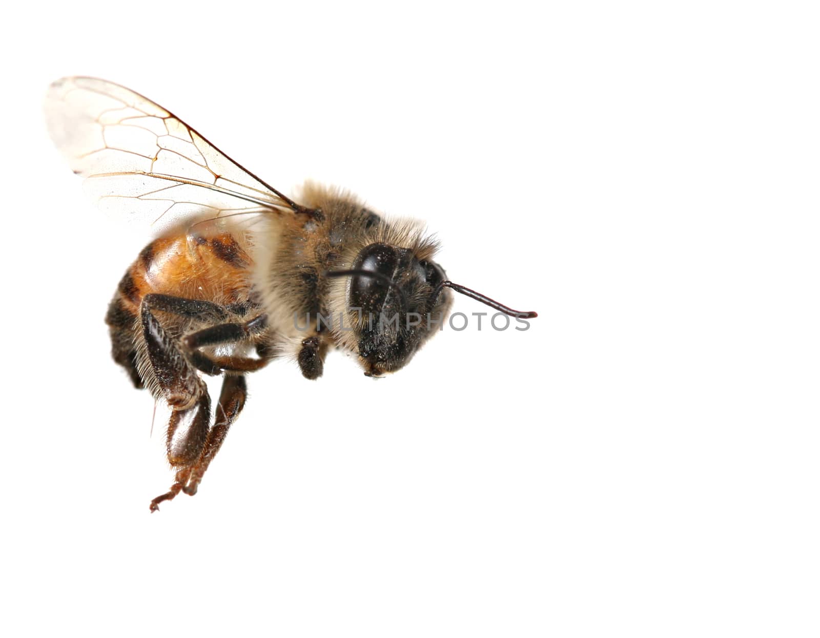 Macro Image of Common Honey Bee From North America Flying on White Background