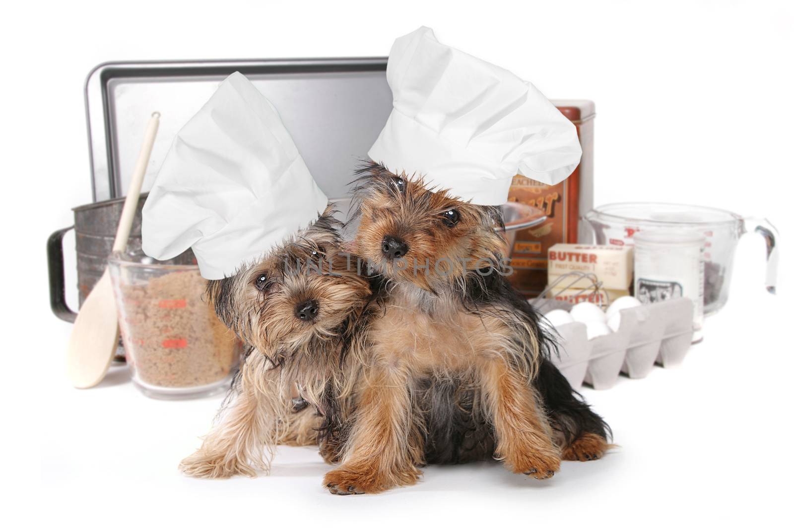 Adorable Yorkshire Terriers Chef With Hat