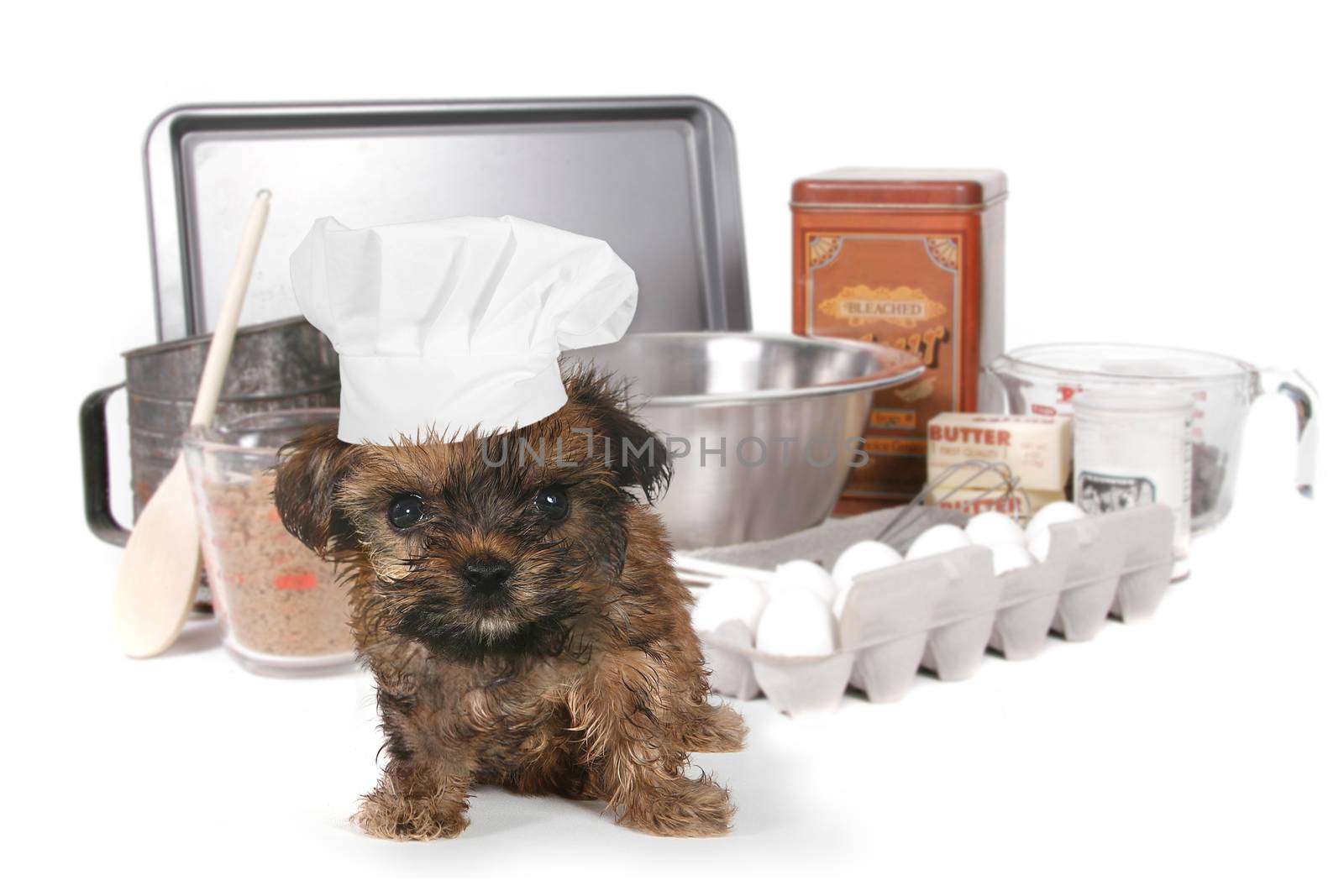 Cute Yorkshire Terrier Chef With Hat by tobkatrina