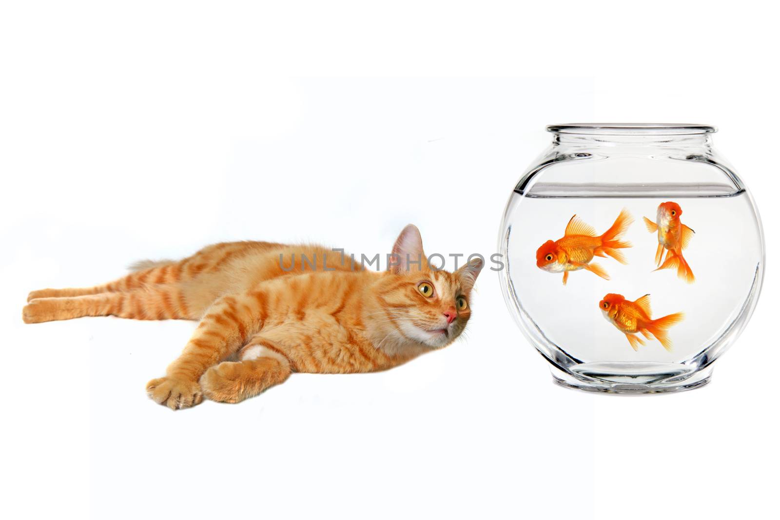 Cat Looking at a Gold Fish  on White Background