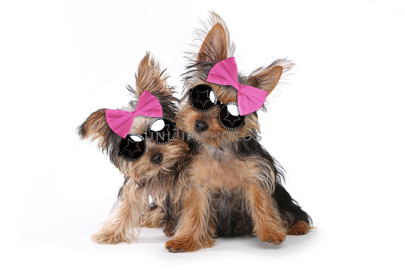 Cute Yorkshire Terrier Puppies Dressed up in Pink