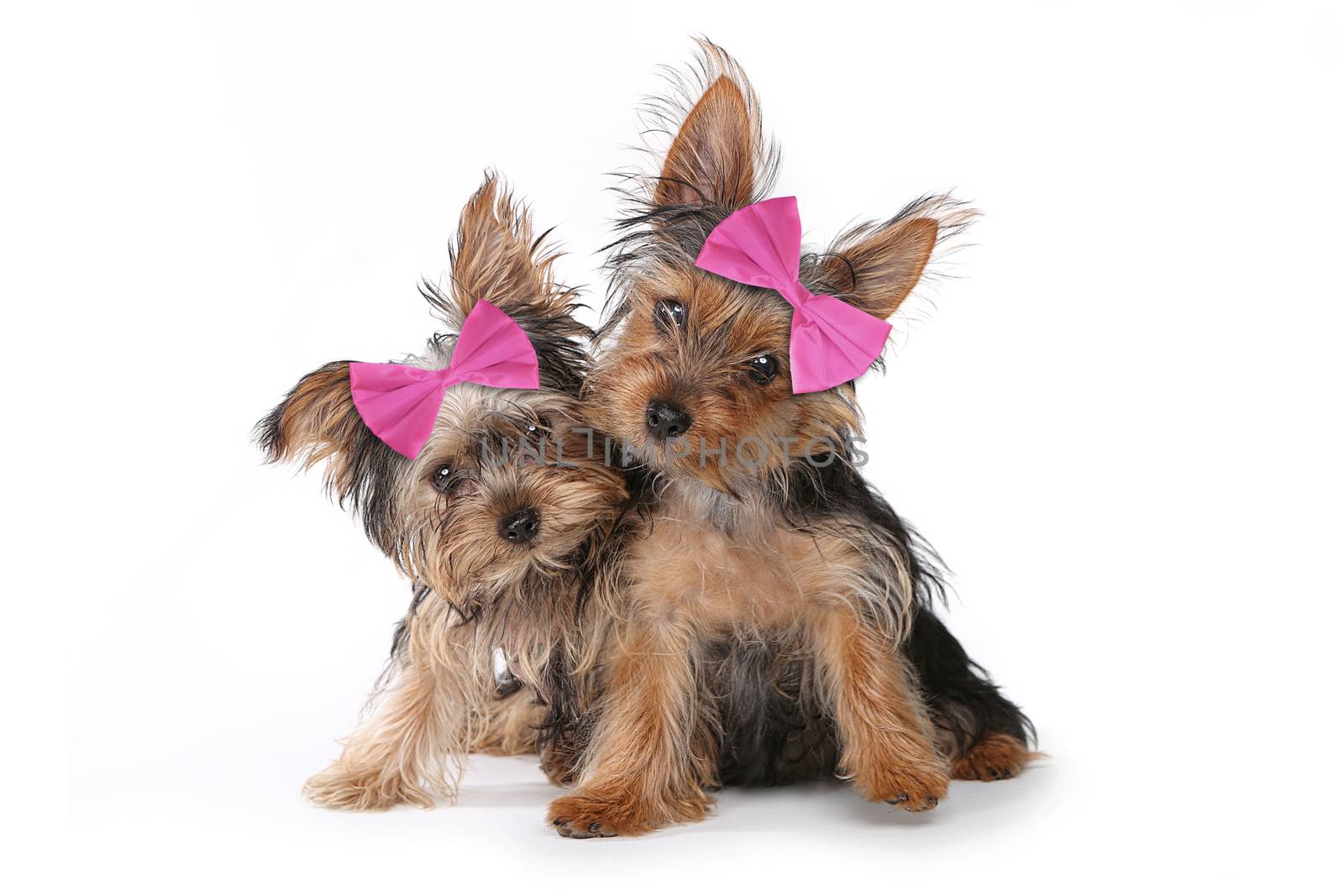 Yorkshire Terrier Puppies Dressed up in Pink by tobkatrina