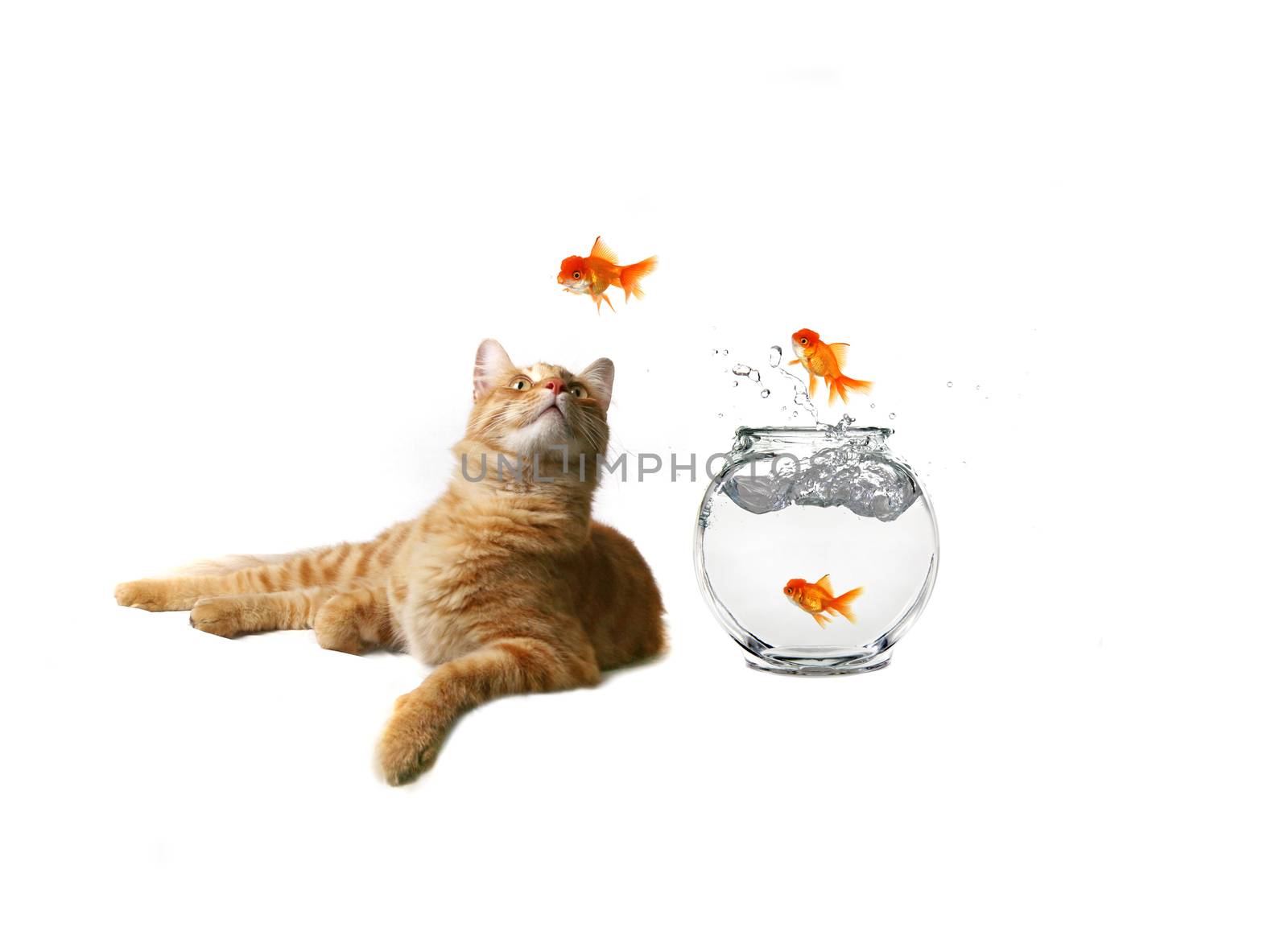 Humorous Image of Cat Watching Escaping Fish by tobkatrina