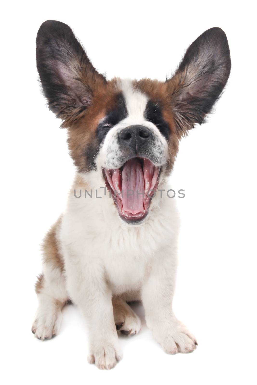 Saint Bernard With Ears up and Mouth Open on White Background