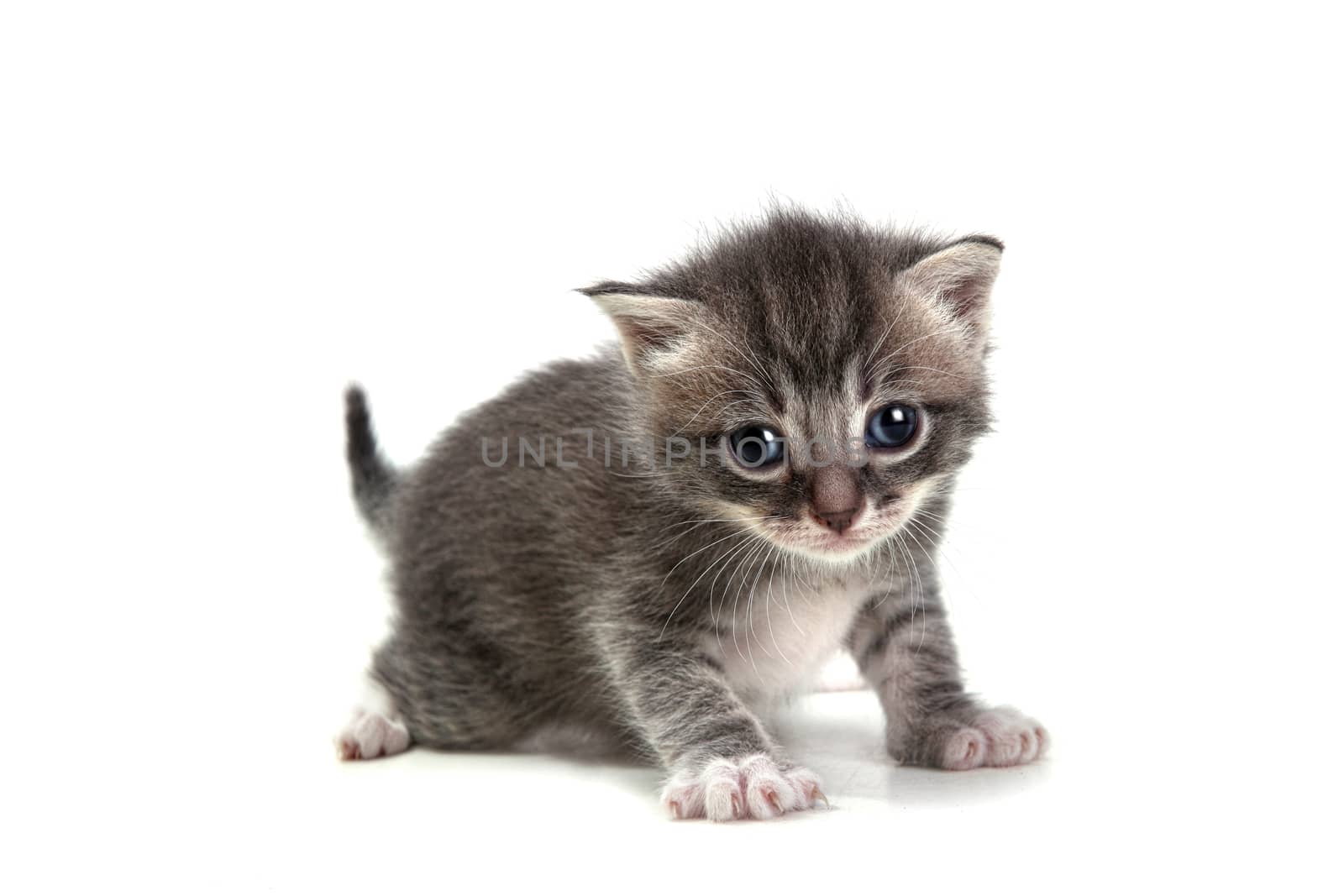 Grey Kitten on White Background Looking at Camera by tobkatrina