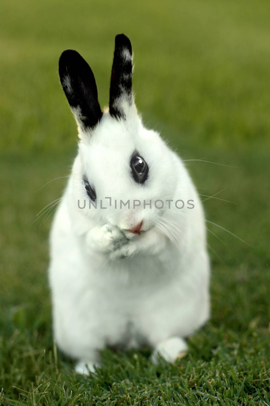 Adorable White Bunny Rabbit Outdoors in Grass