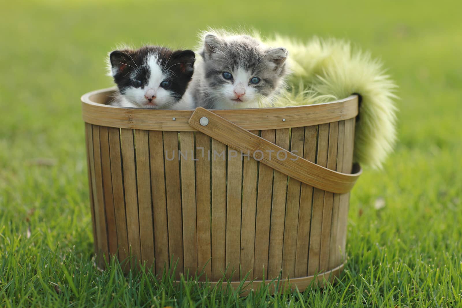 Adorable Kittens in Basket Outdoors