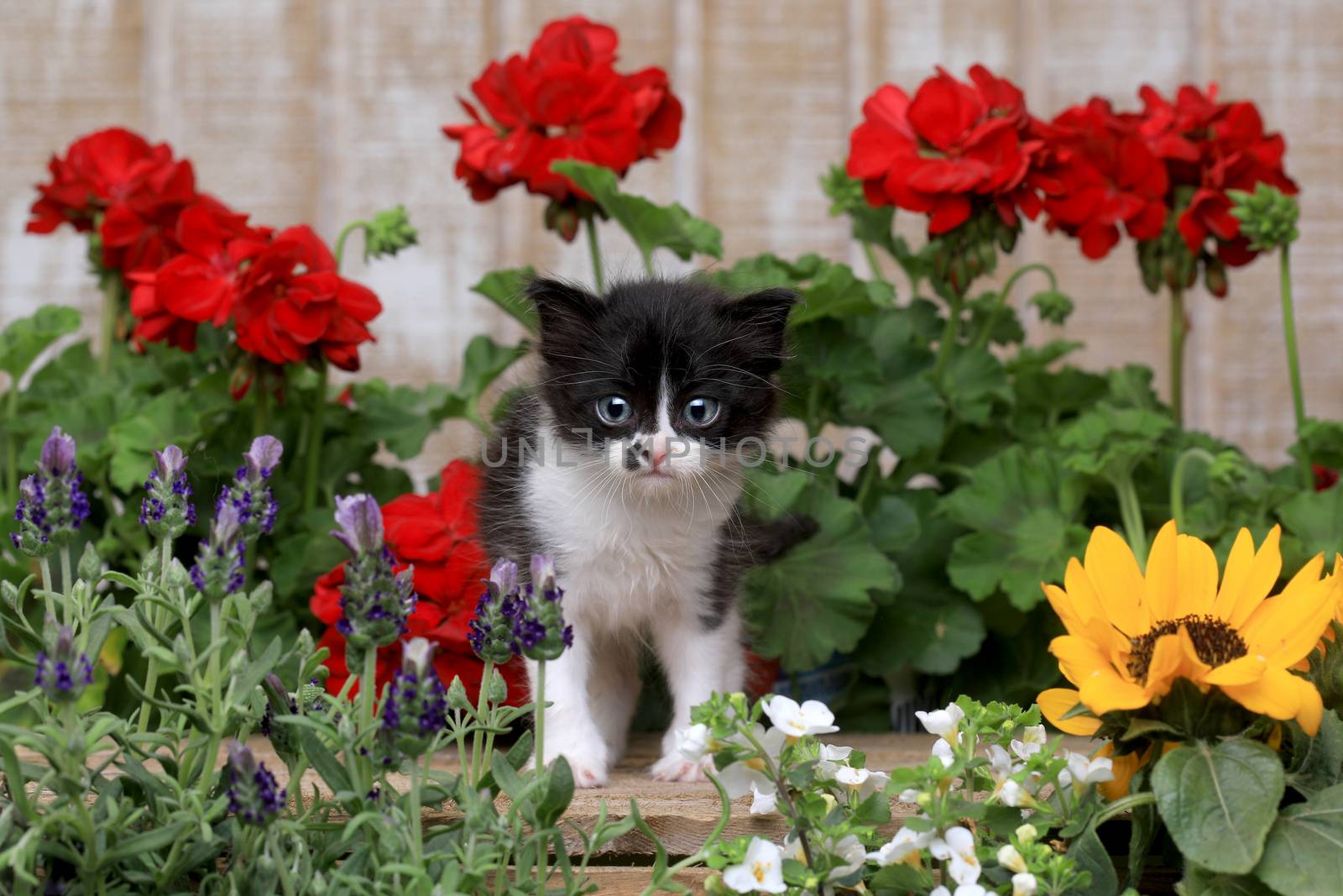 Adorable 3 week old Baby Kitten in a Garden Setting