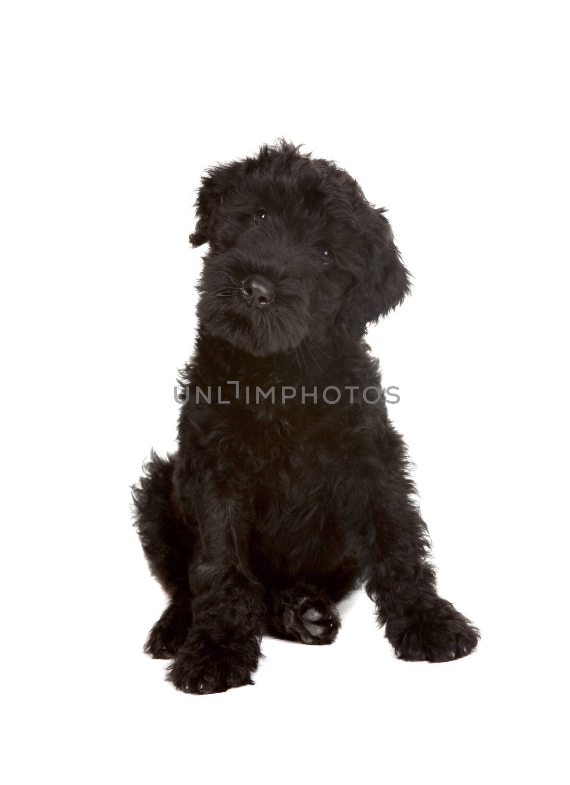 Little Black Russian Terrier Puppy on White Background by tobkatrina