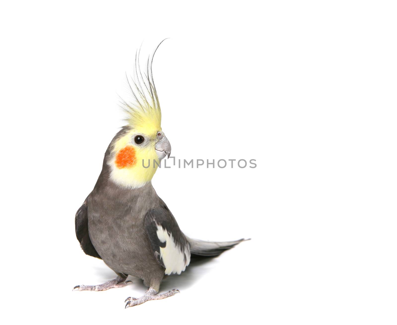 Grey Curious Cockatiel Isolated on White