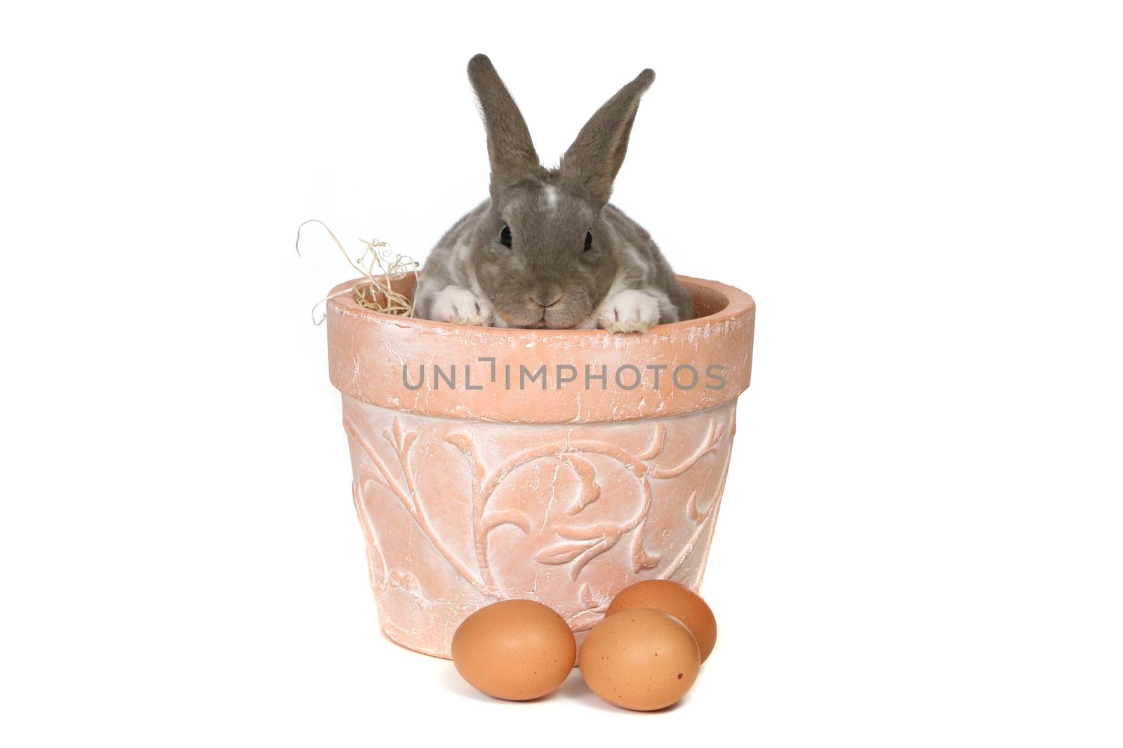 Grey Easter Rabbit Bunny in Pot Isolated on White