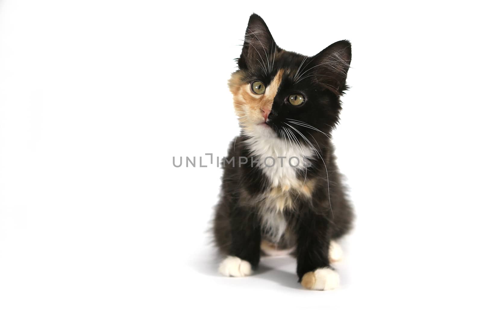 Adorable Long Haired Domestic Kitten With a Split Face by tobkatrina