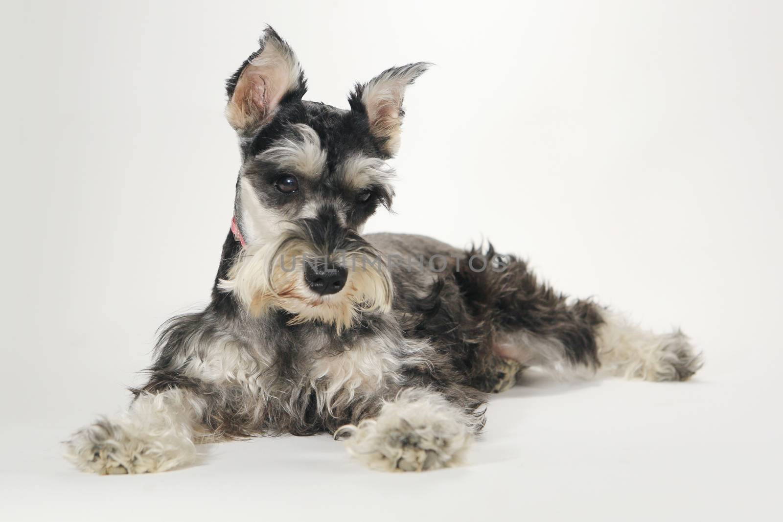 Cute Miniature Schnauzer Puppy Dog on White Background by tobkatrina