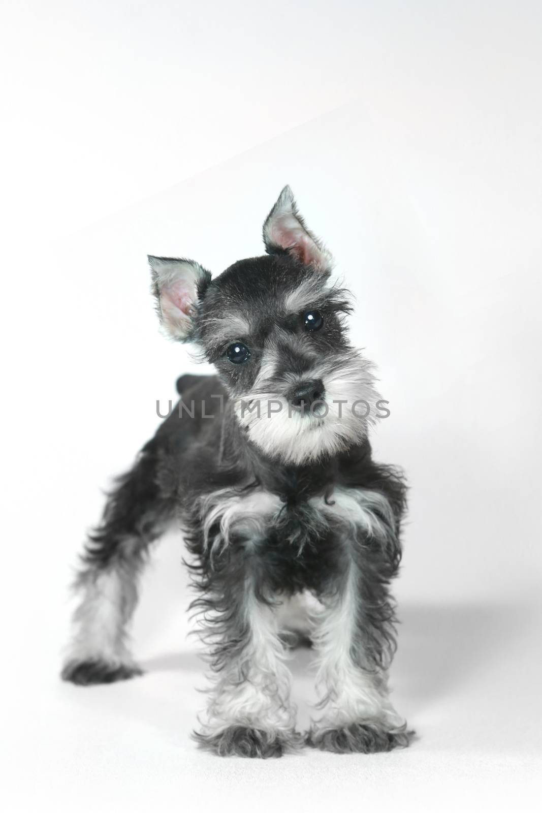 Cute Baby Miniature Schnauzer Puppy Dog on White by tobkatrina