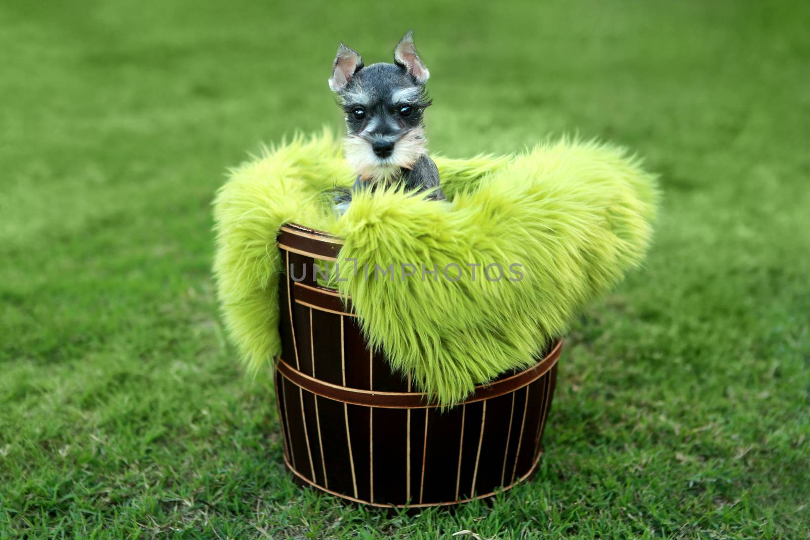 Adorable Miniature Schnauzer Puppy Outdoors