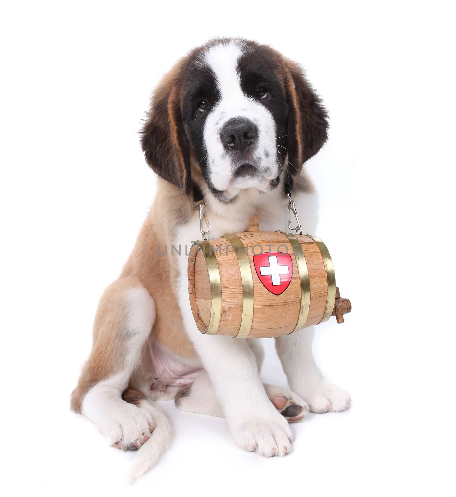 Saint Bernard Puppy Portrait by tobkatrina