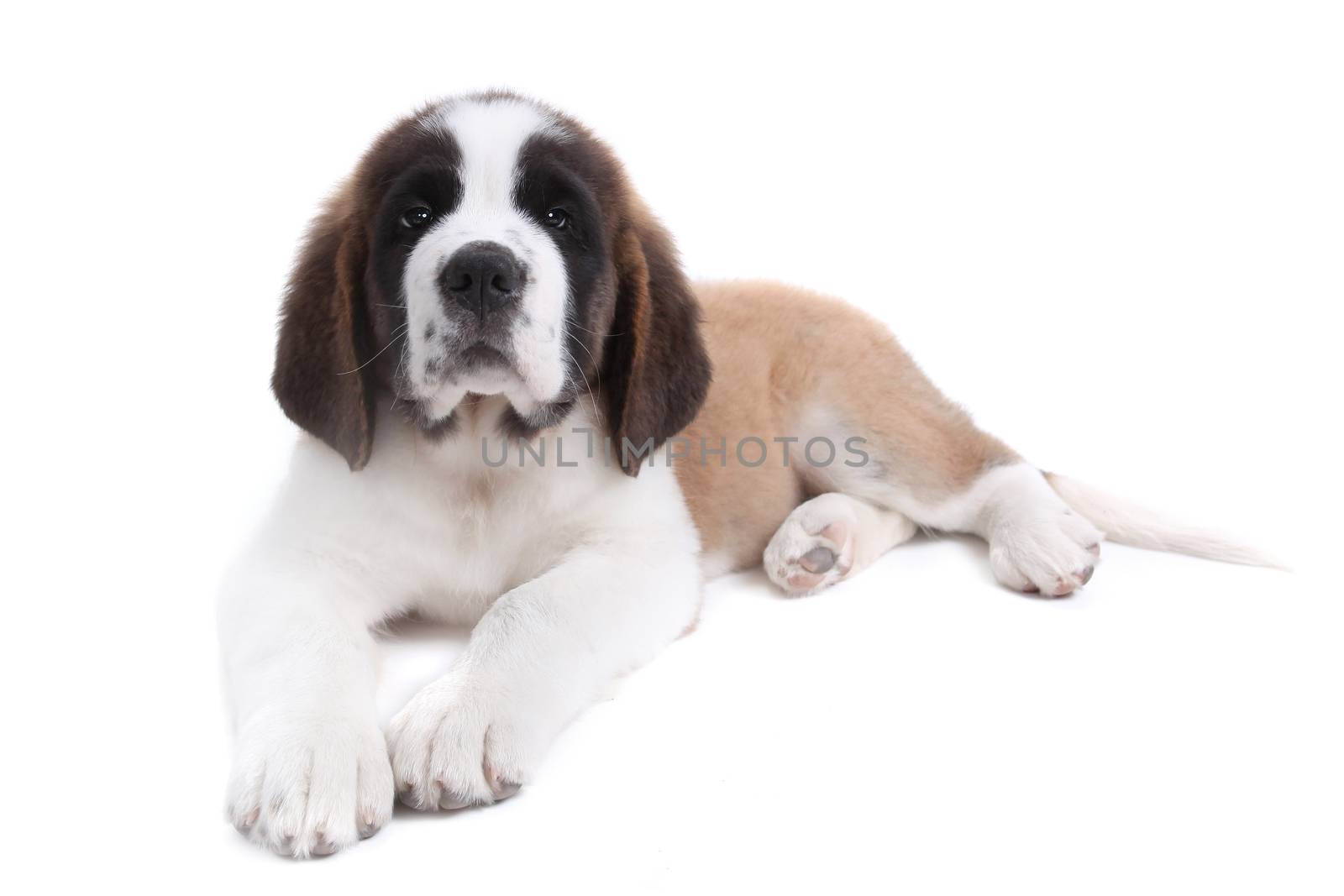 Happy Cute Saint Bernard Puppy Dog on White