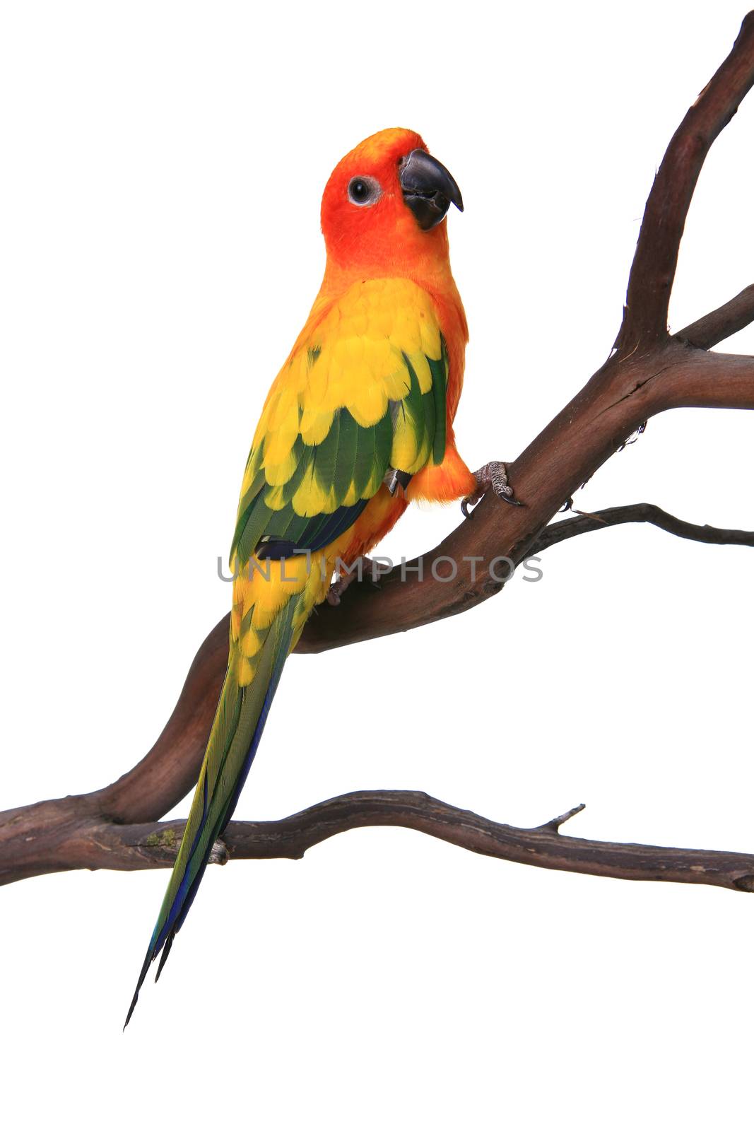 Curious Sun Conure Bird on a Branch by tobkatrina