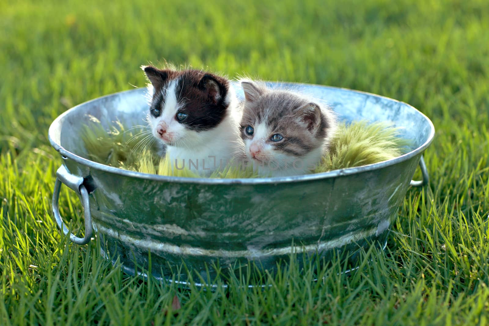 Kittens Outdoors in Natural Light by tobkatrina