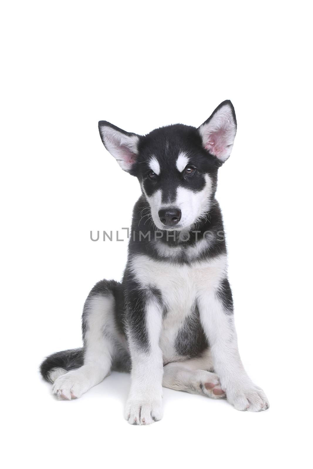 Alaskan Malamute Puppy on White Background in Studio by tobkatrina