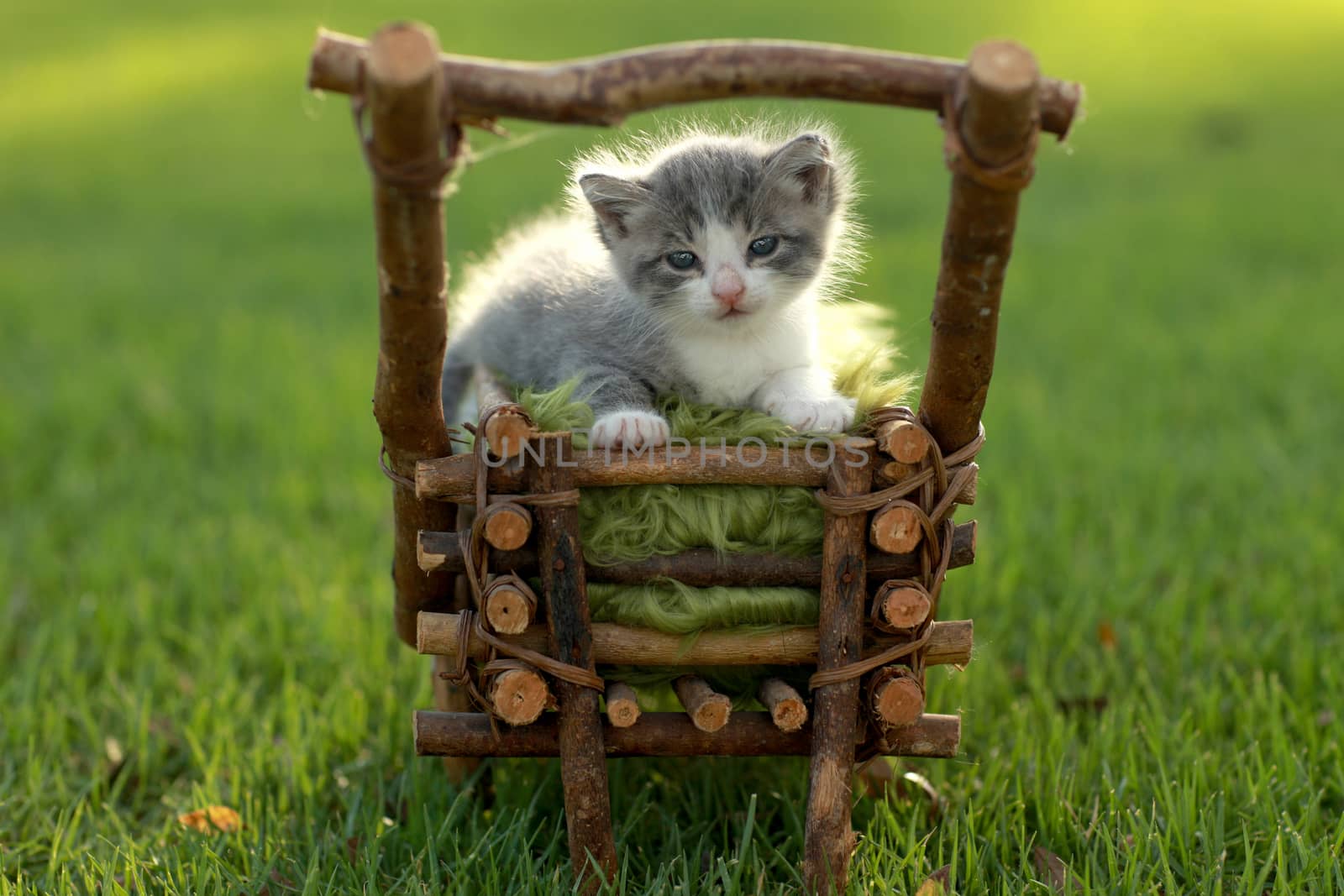 Adorable Baby Kitten Outdoors in Grass