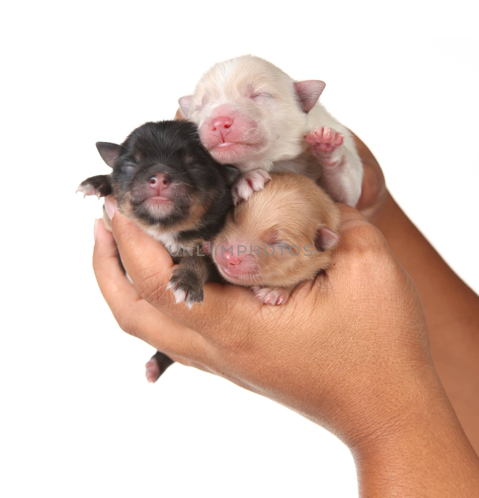 Three Cute Baby Puppies Being Held in Human Hands by tobkatrina