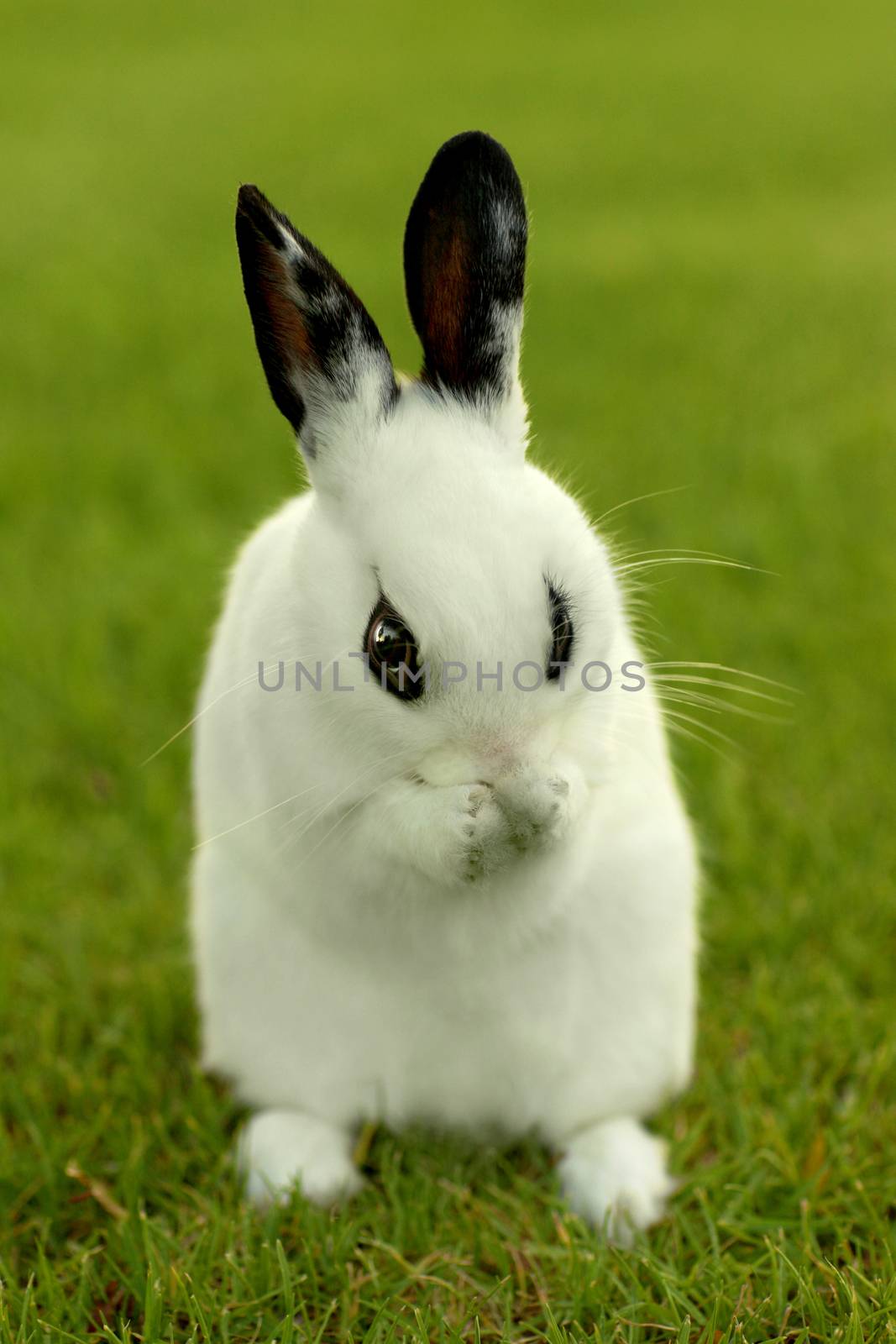 Adorable White Bunny Rabbit Outdoors in Grass