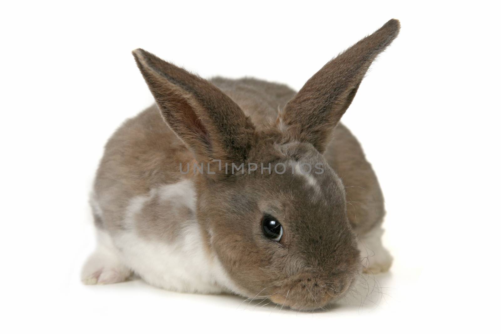 Grey Easter Rabbit Bunny Isolated on White