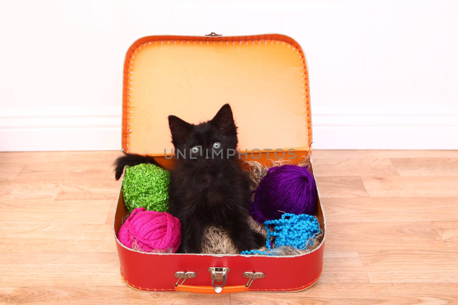 Kitten in a Case Filled with Yarn by tobkatrina