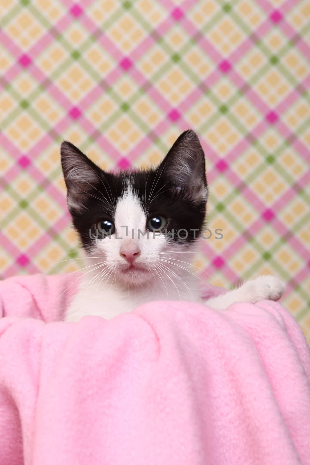 Curious Kitten on a Pink Soft Background by tobkatrina