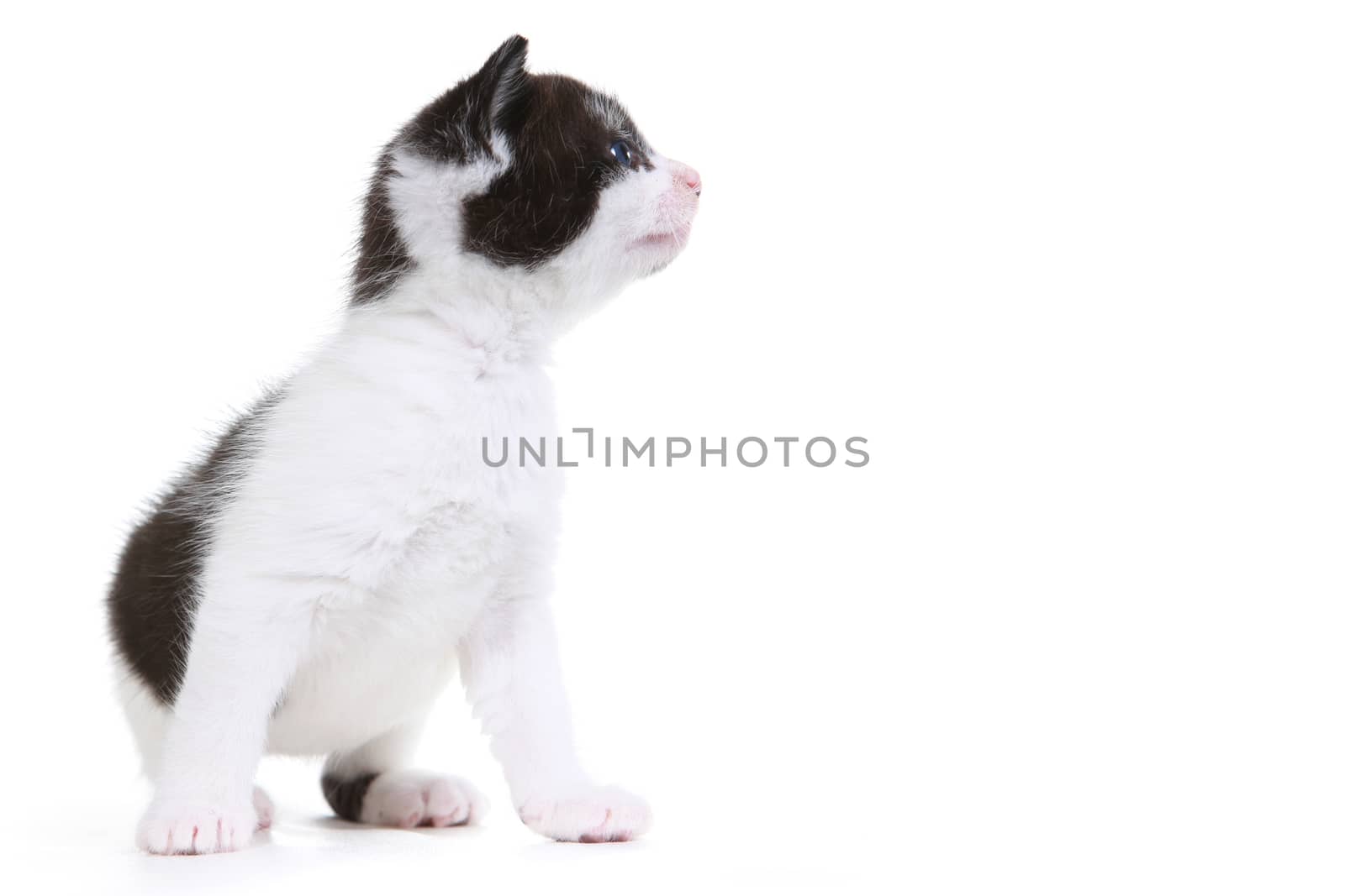 Cute Little Kitten Portrait in Studio on White Background