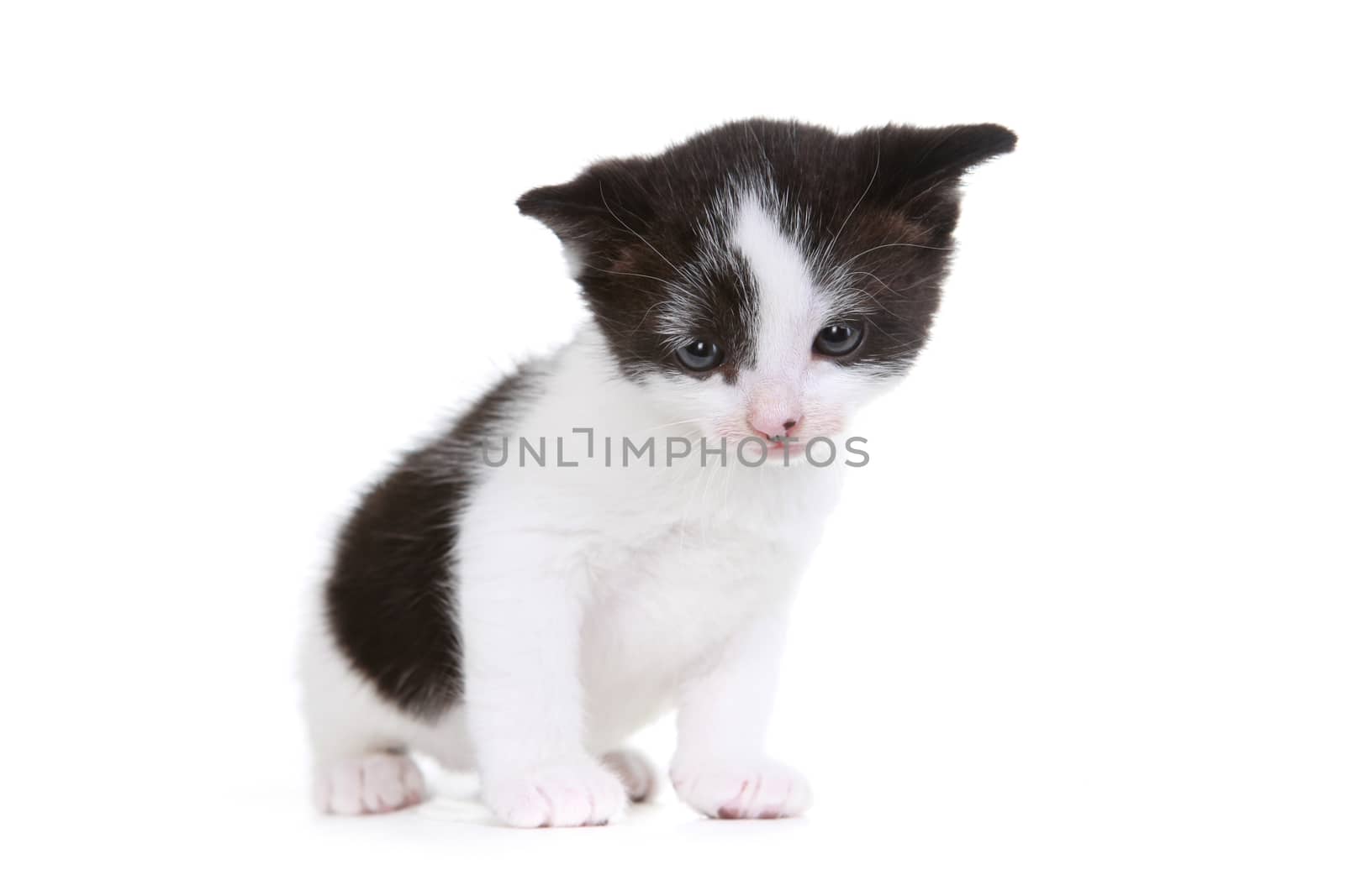 Cute Little Kitten Portrait in Studio on White Background