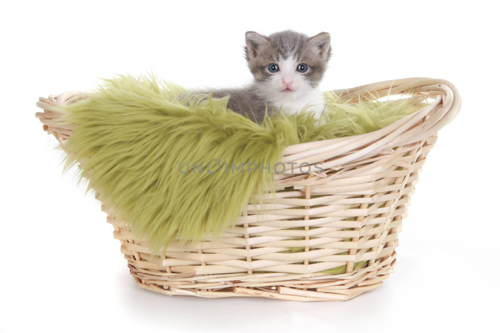 Cute Little Kitten Portrait in Studio on White Background