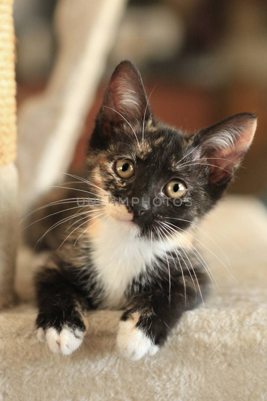 Kitten Sitting on Play Tower in Natural Light