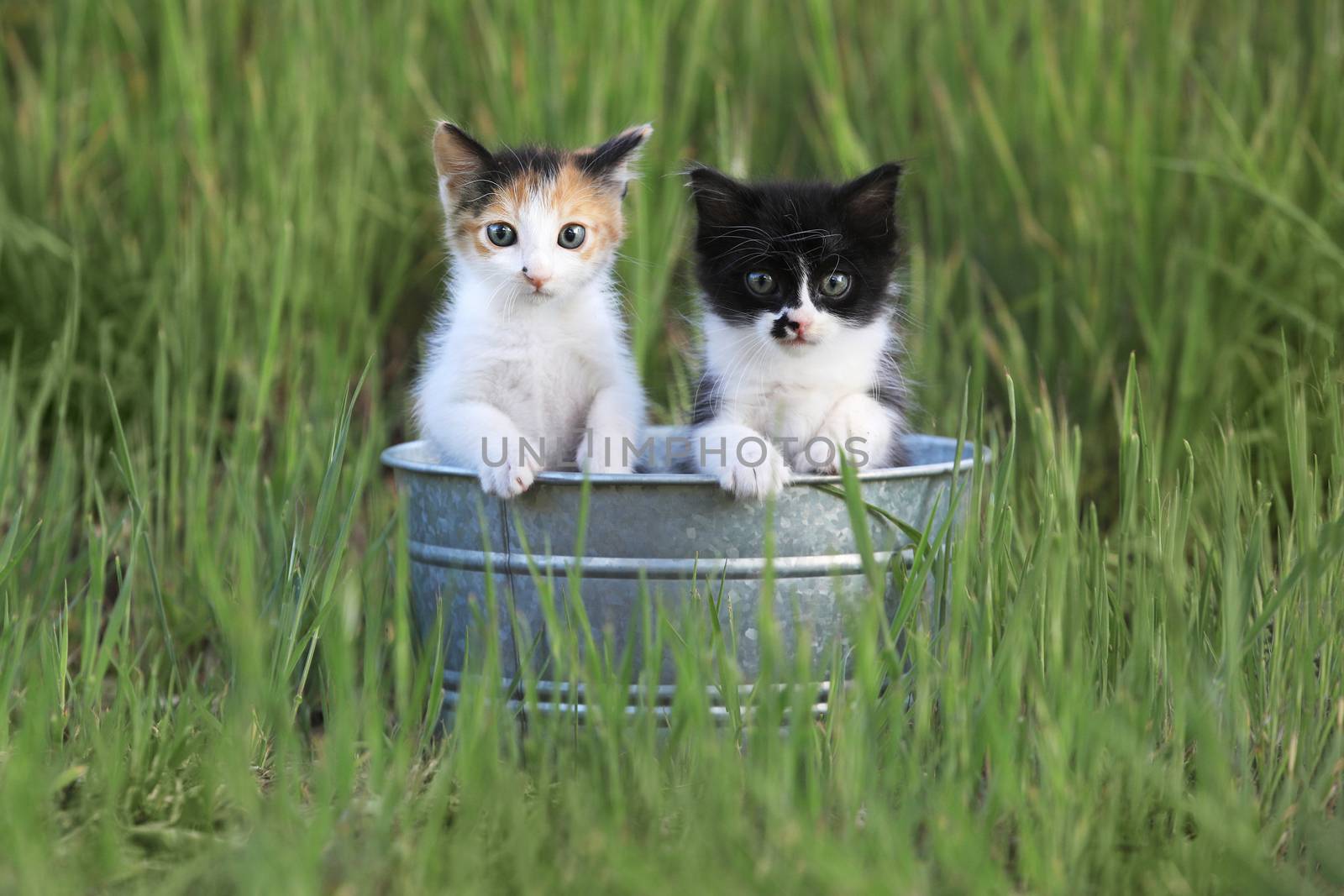 Adorable Kittens Outdoors in Tall Green Grass in a Tin Bin