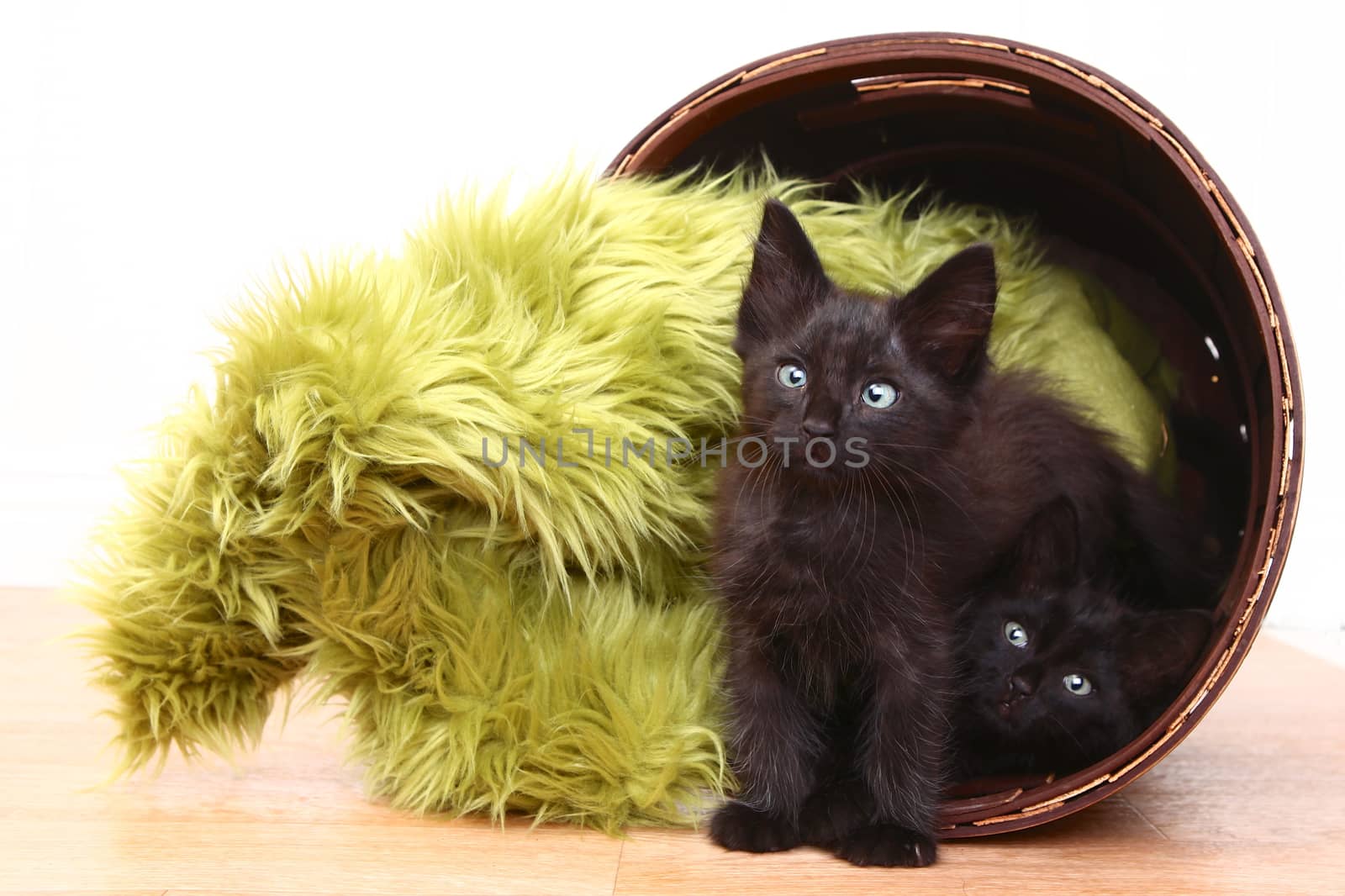 Adorable Kittens Inside a Basket on White