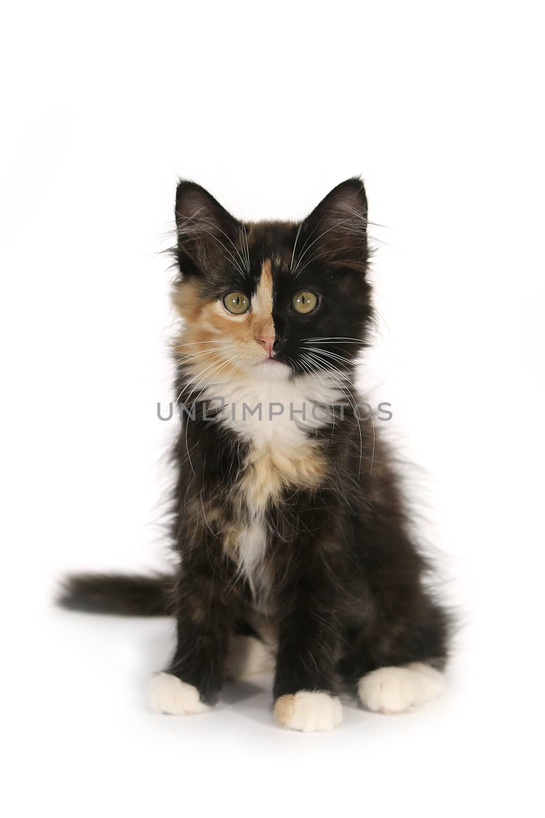 Adorable Long Haired Domestic Kitten With a Split Face by tobkatrina