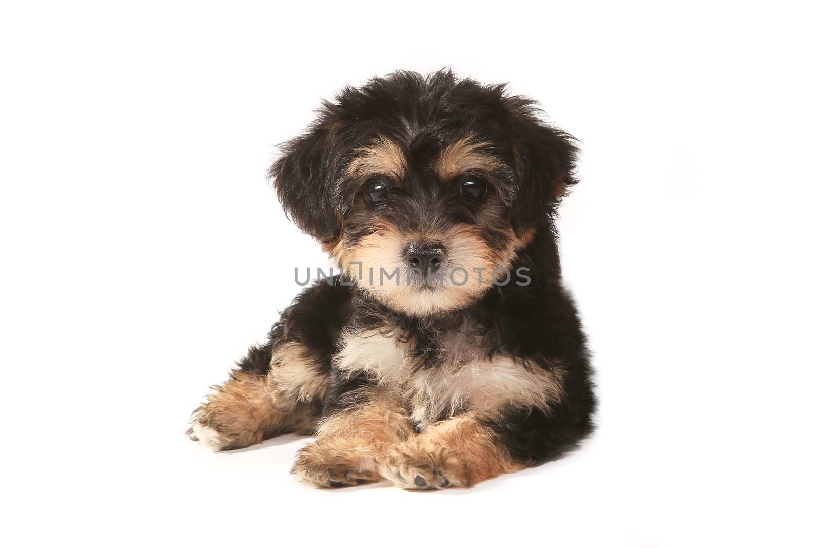 Tiny Miniature Teacup Yorkie Puppy on White Background by tobkatrina