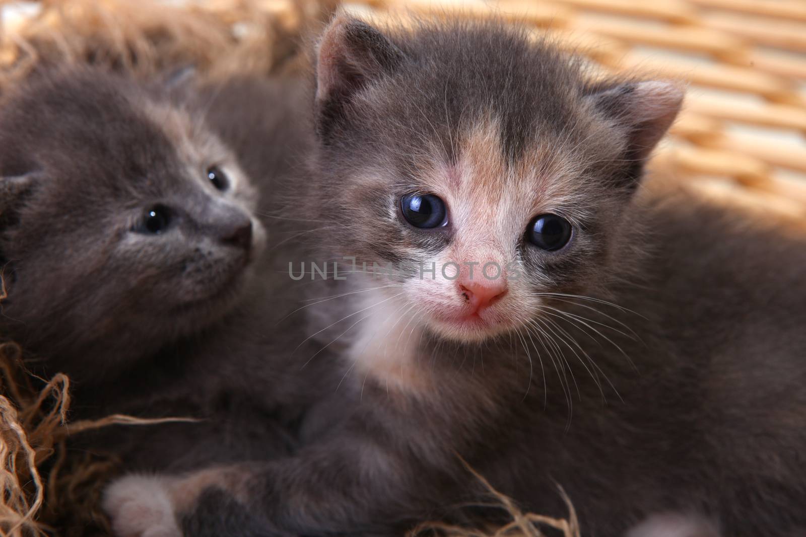 Newborn Kitten in a Basket by tobkatrina